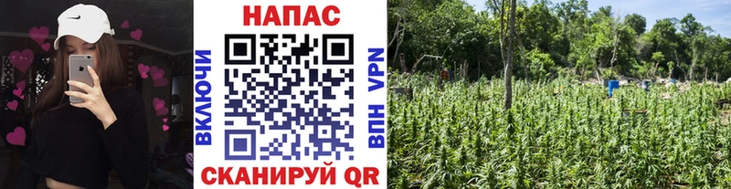 Конопля OG Kush  закладка  Кущёвская 